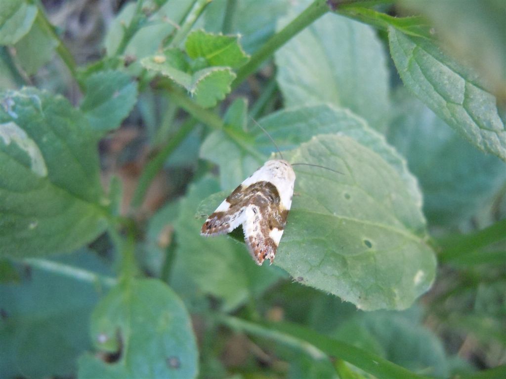 Acontia lucida?